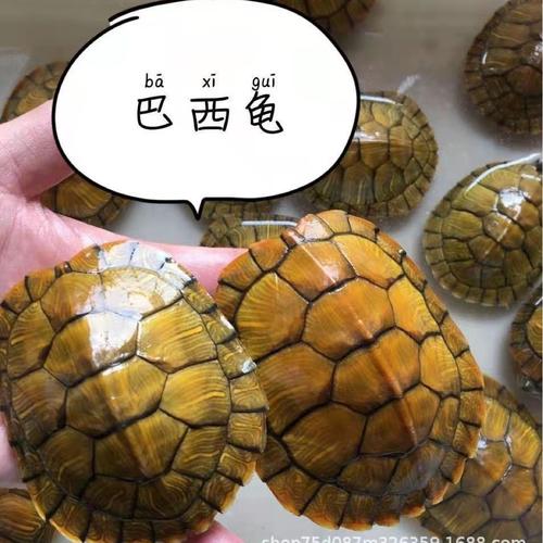 家里养巴西龟真的吉利吗？揭秘巴西龟风水