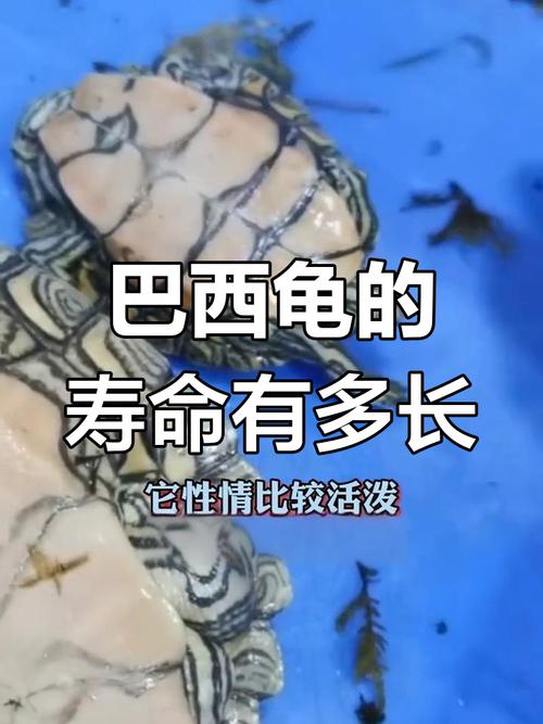 家里养巴西龟真的吉利吗？揭秘巴西龟风水