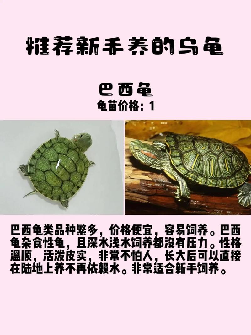 巴西龟真的不能养吗？看完这些你就明白了！