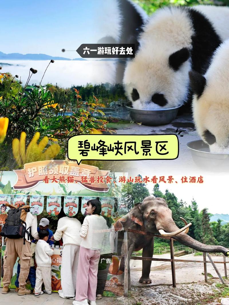 碧峰峡旅游攻略：玩转熊猫、峡谷，最省钱的玩法