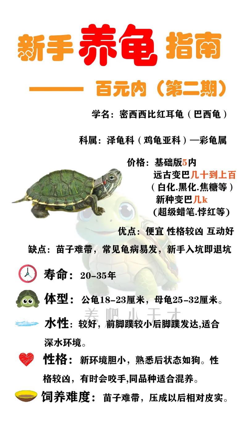 巴西龟吃什么长得快？营养食谱推荐