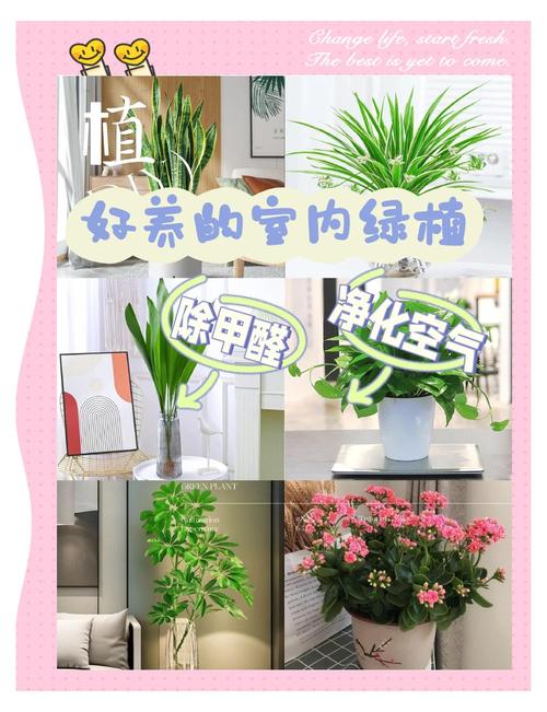 想去除甲醛？这几种绿植净化空气又好看！