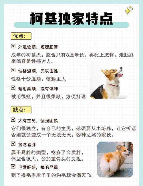 威尔士柯基犬好养吗？优缺点分析及饲养技巧分享