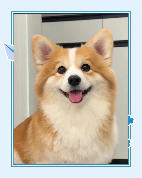 威尔士柯基犬好养吗？优缺点分析及饲养技巧分享