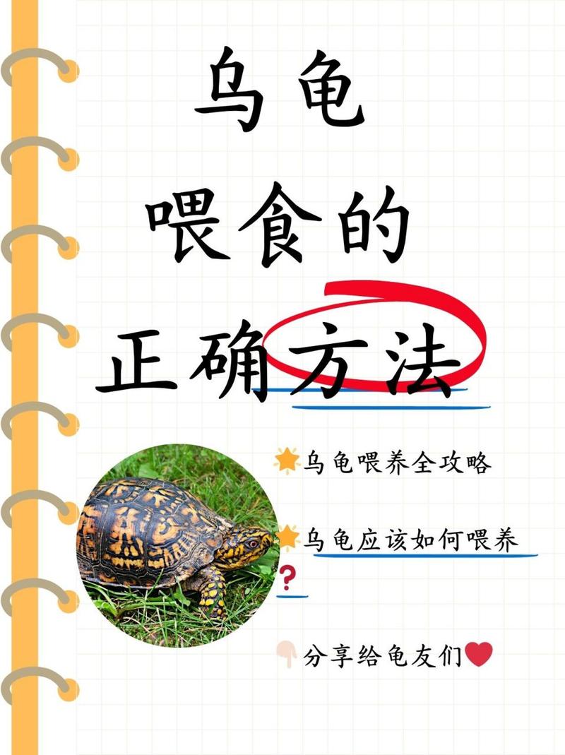 想养巴西龟？新手必看喂养指南及食谱！