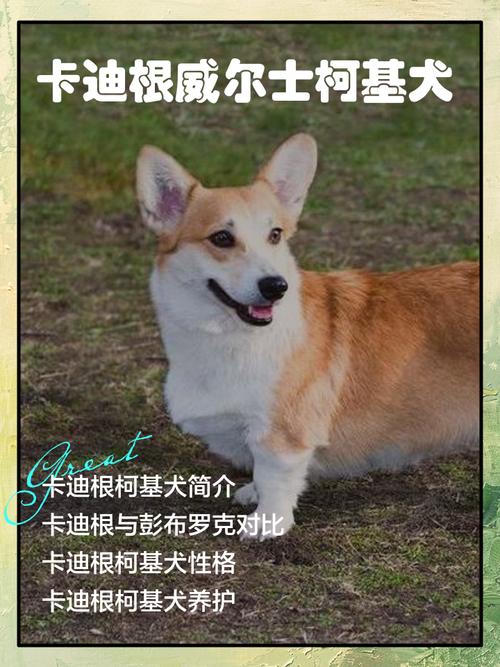 威尔士柯基犬好养吗？优缺点分析及饲养技巧分享