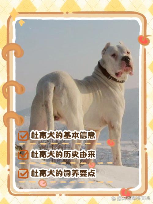 阿根廷杜高犬幼犬价格，血统纯度影响有多大？