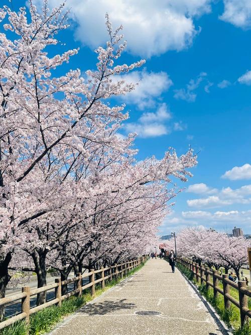 大阪樱花什么时候开？2024年大阪樱花开花时间预测及赏花攻略