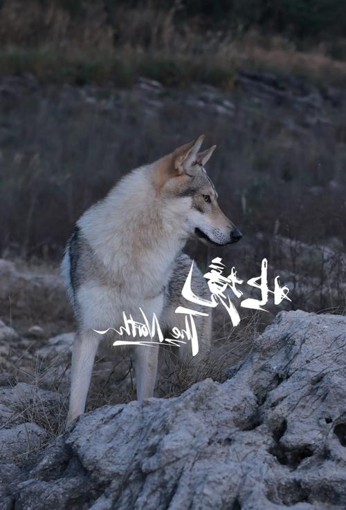 捷克狼犬一条多少钱？避免被高价坑了！
