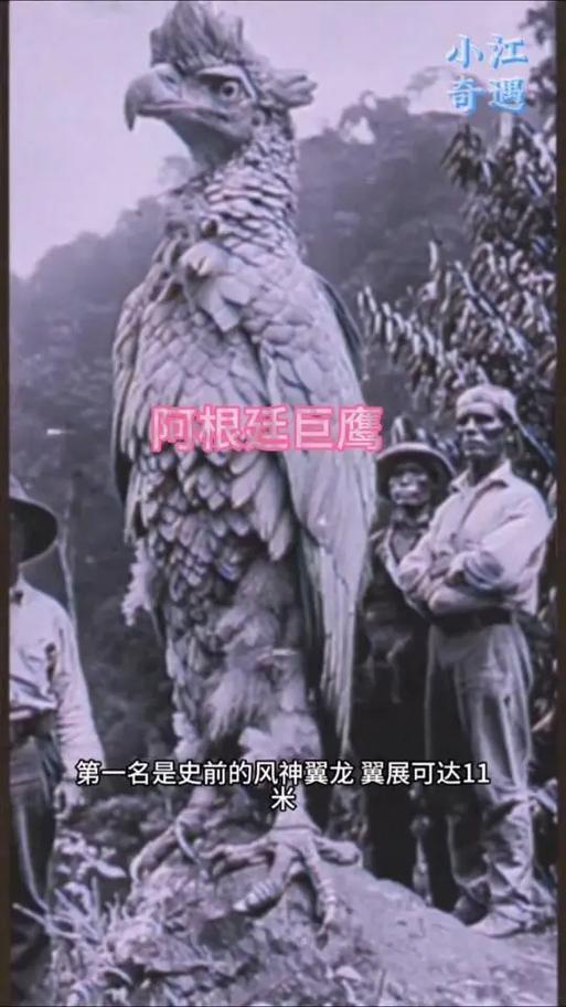 如何快速驯服阿根廷巨鹰？一看就会的实用方法