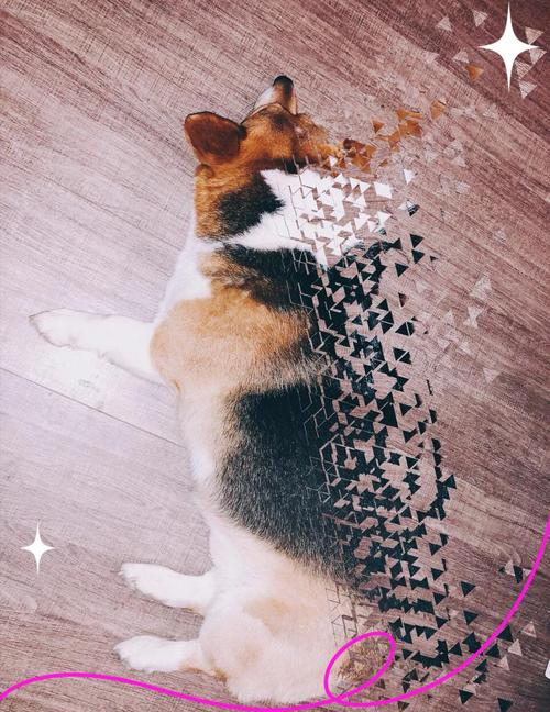 威尔士柯基犬掉毛是正常现象吗？主人如何应对？