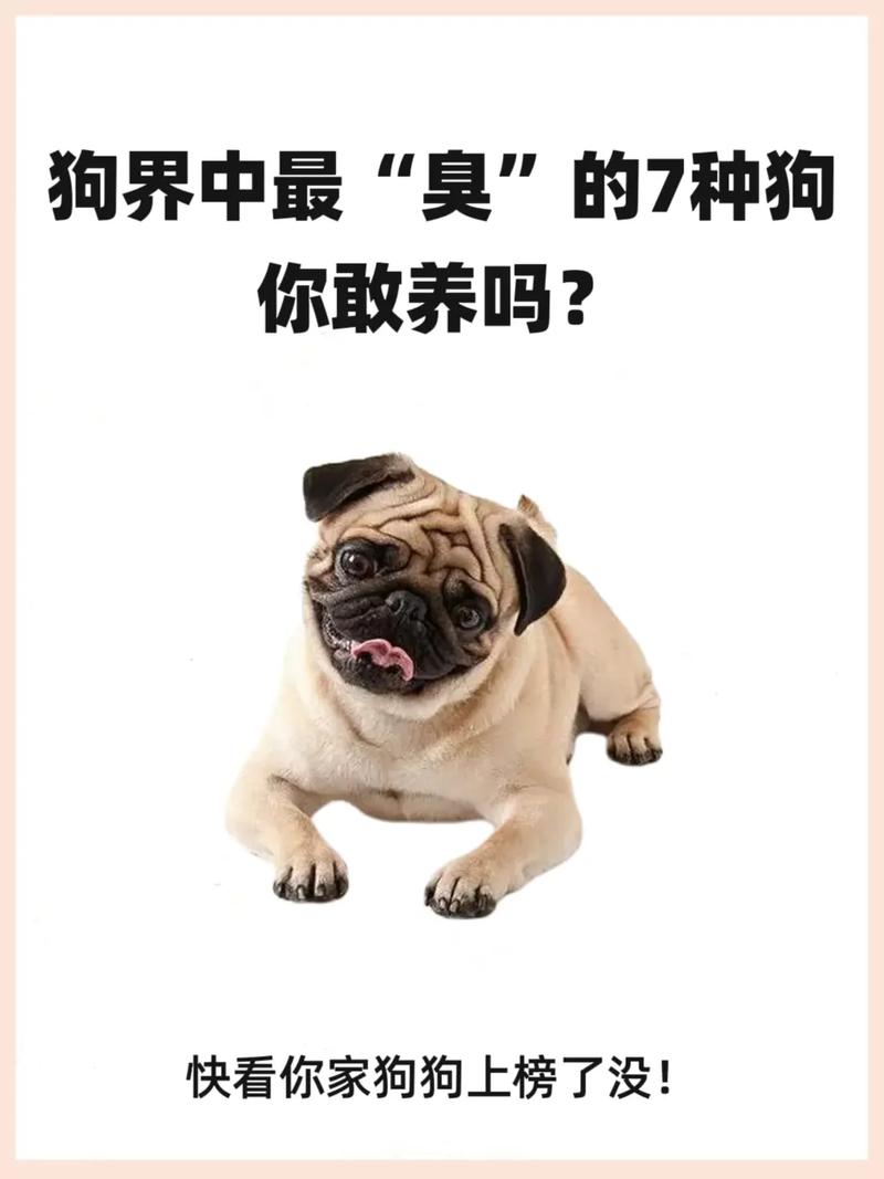 家庭养狗怕脏？这几种狗狗几乎不掉毛，超干净！