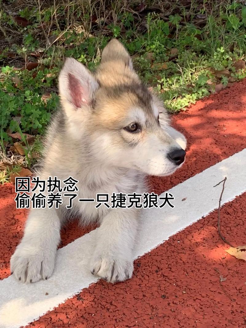 捷克狼犬价格惊人？一只究竟要花多少钱？