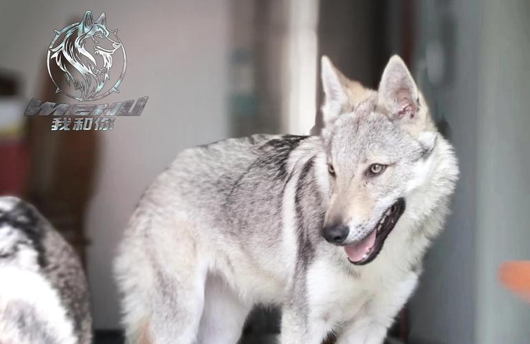 捷克狼犬一条多少钱？避免被高价坑了！