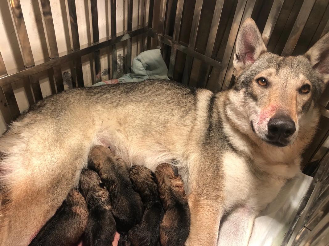 捷克狼犬价格惊人？一只究竟要花多少钱？