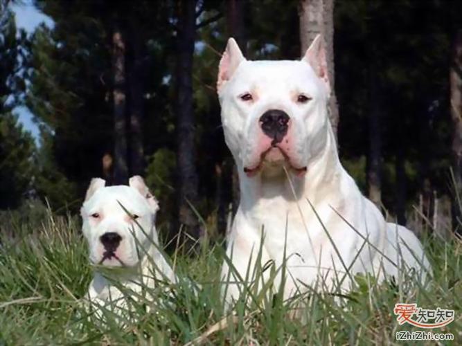 阿根廷杜高犬幼犬价格，血统纯度影响有多大？