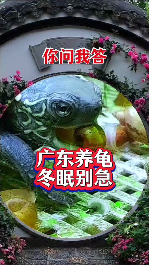 巴西龟什么时候开始冬眠?冬眠期间需要注意什么?