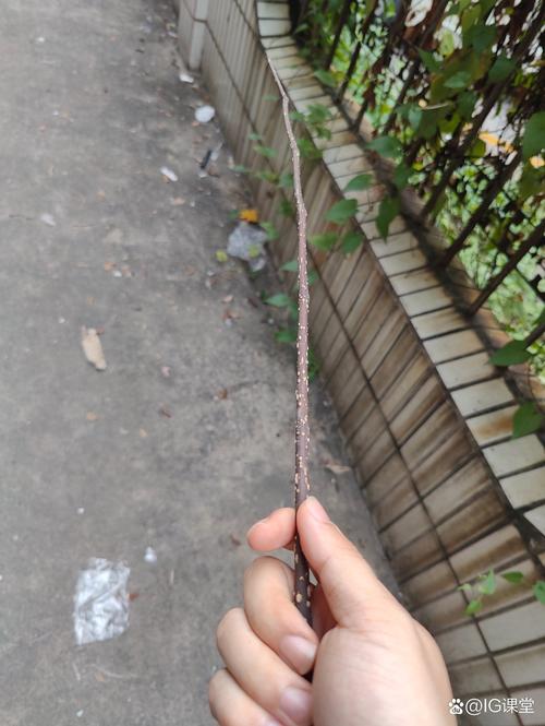 阿瓦达索命咒的正确念法是什么?伏地魔教你念