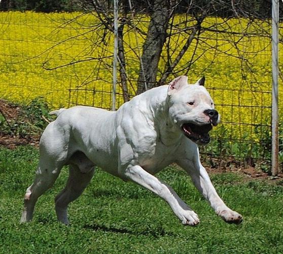 阿根廷杜高犬幼犬价格，血统纯度影响有多大？