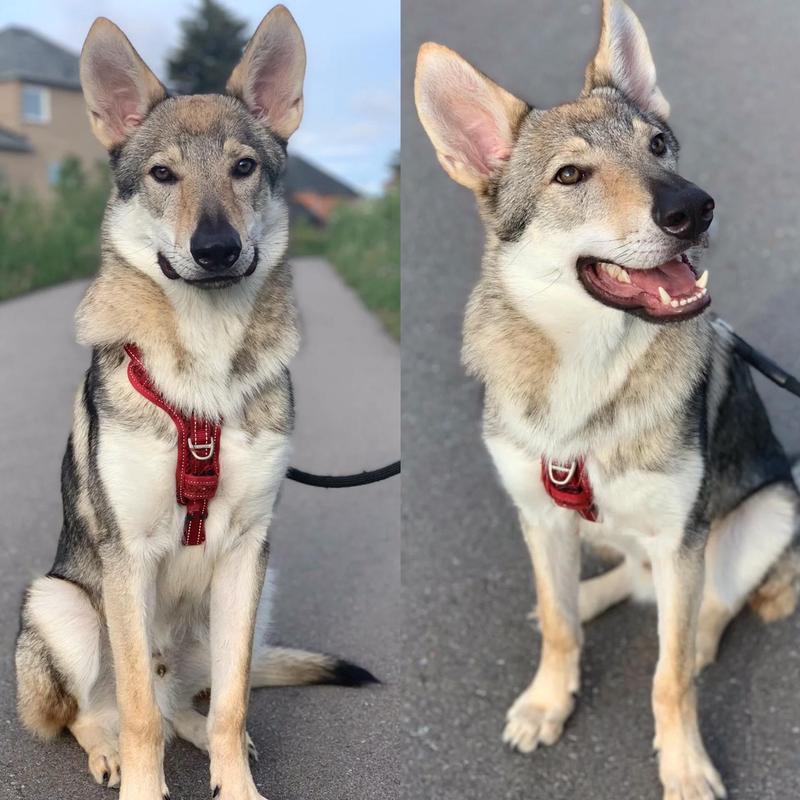 捷克狼犬价格惊人？一只究竟要花多少钱？