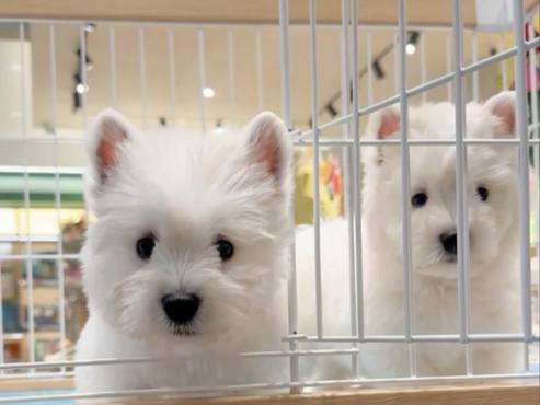 尼日利亚德国梗：天然气协议背后的复杂关系