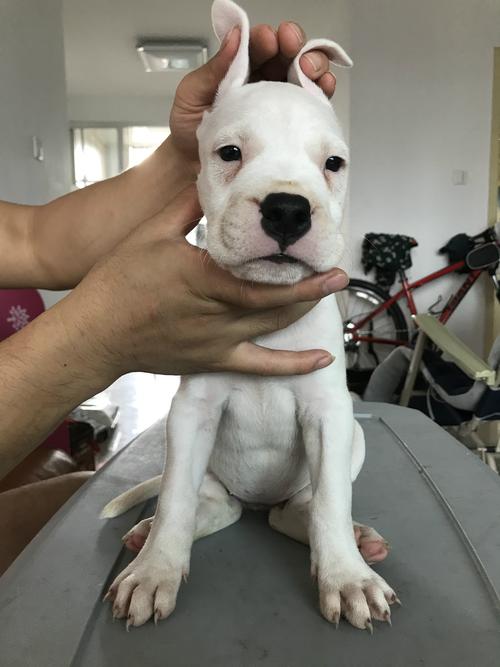 阿根廷杜高犬幼犬价格，血统纯度影响有多大？