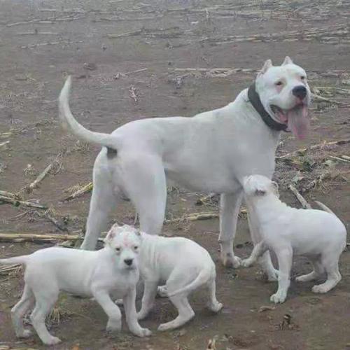 阿根廷杜高犬幼犬价格，血统纯度影响有多大？