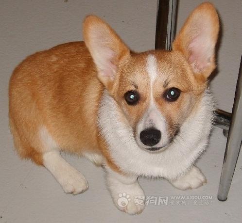 威尔士柯基犬掉毛是正常现象吗？主人如何应对？