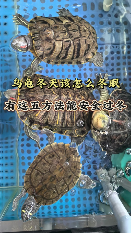 巴西龟什么时候开始冬眠?冬眠期间需要注意什么?