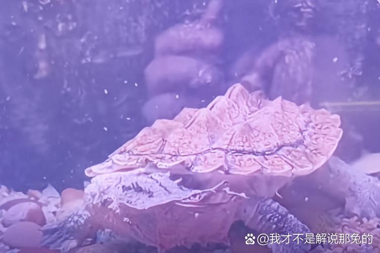 玛塔龟为何鲜少有人饲养？看看这些原因你就明白了！