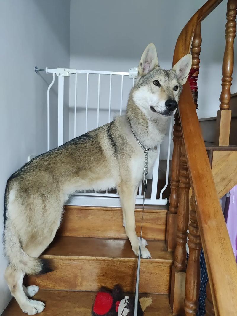 捷克狼犬价格惊人？一只究竟要花多少钱？