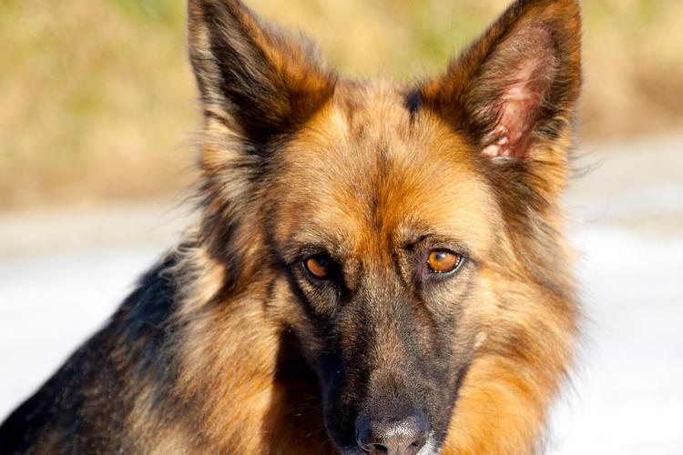 捷克狼犬价格惊人？一只究竟要花多少钱？