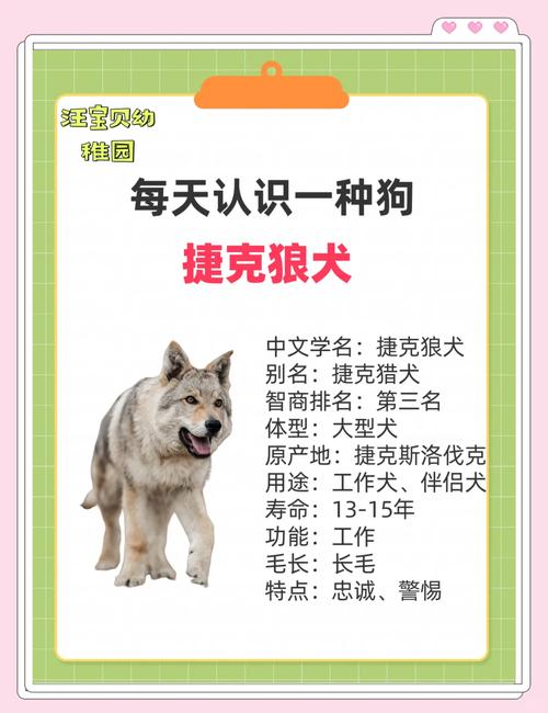 捷克狼犬一条多少钱？避免被高价坑了！