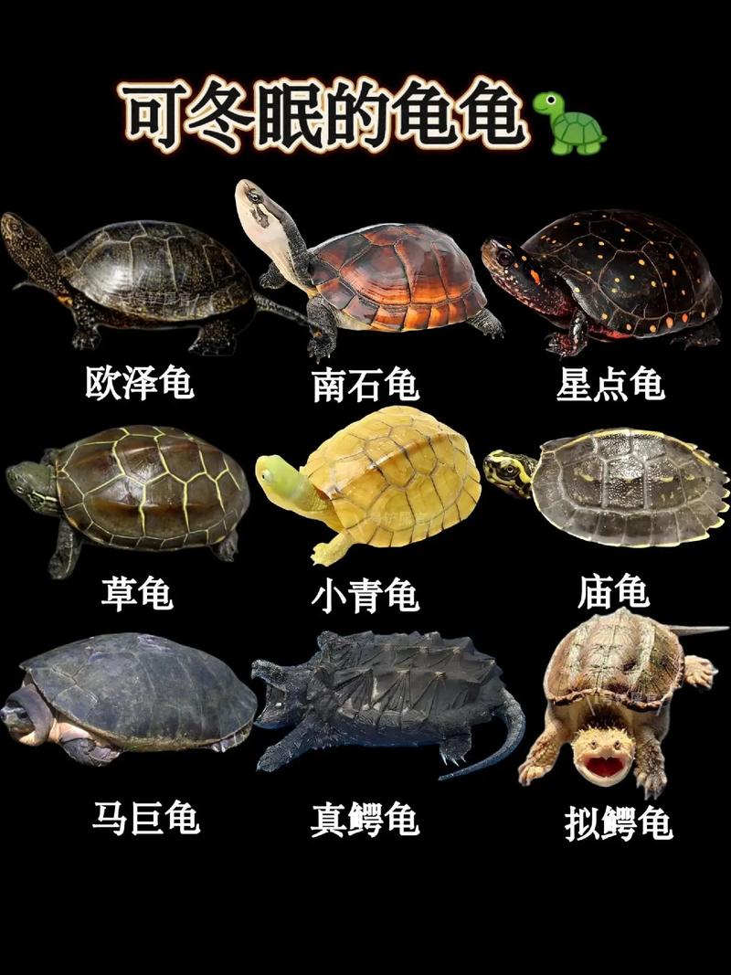 巴西龟什么时候开始冬眠?冬眠期间需要注意什么?