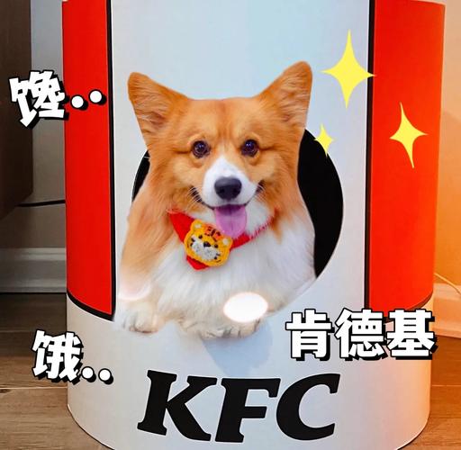 威尔士柯基犬掉毛是正常现象吗？主人如何应对？