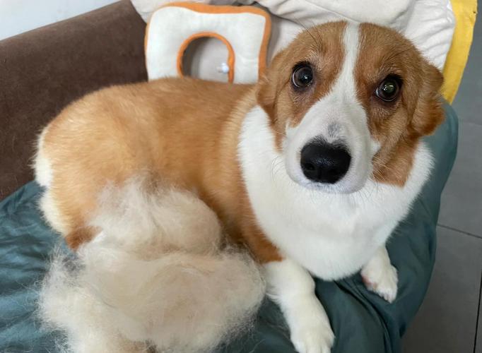 威尔士柯基犬掉毛是正常现象吗？主人如何应对？