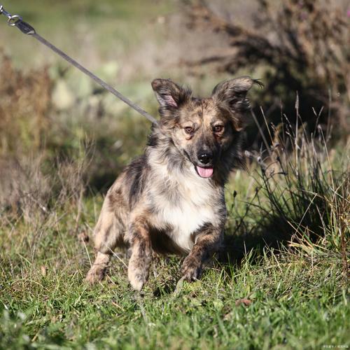 捷克狼犬一条多少钱？避免被高价坑了！
