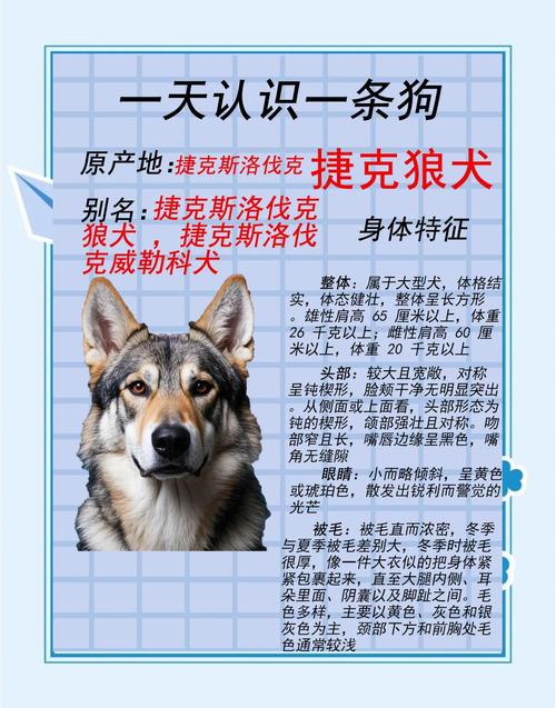 捷克狼犬价格惊人？一只究竟要花多少钱？