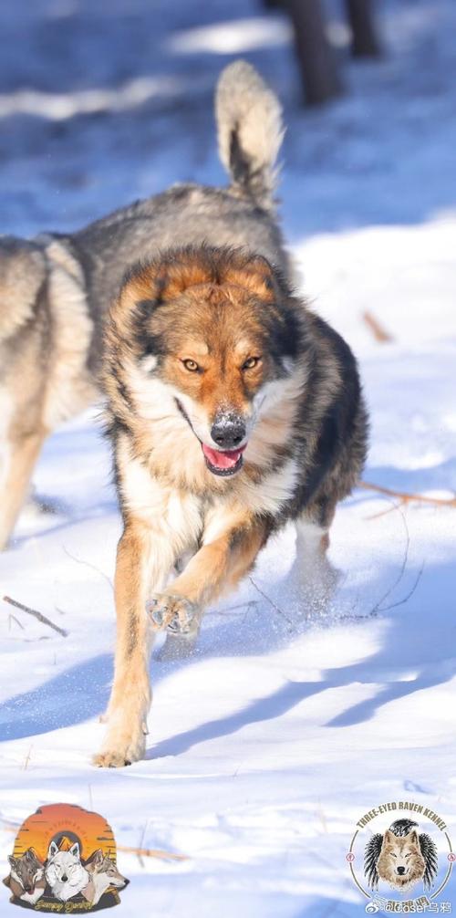 捷克狼犬价格惊人？一只究竟要花多少钱？