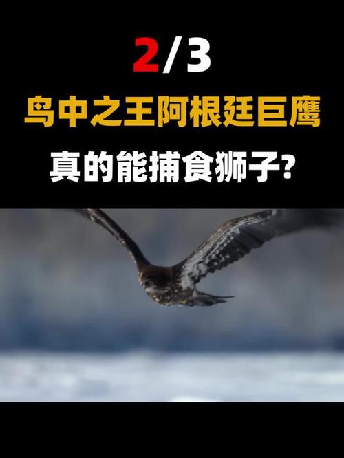 阿根廷巨鹰灭绝了吗？揭秘史前巨鸟的灭亡之谜