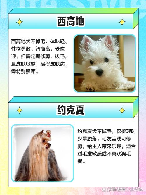 家庭养狗怕脏？这几种狗狗几乎不掉毛，超干净！