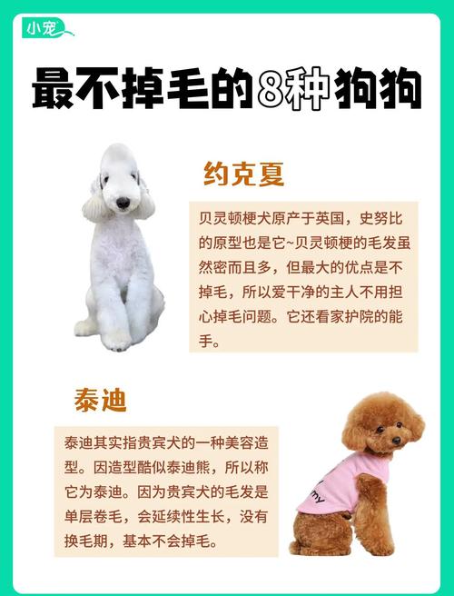 家庭养狗怕脏？这几种狗狗几乎不掉毛，超干净！