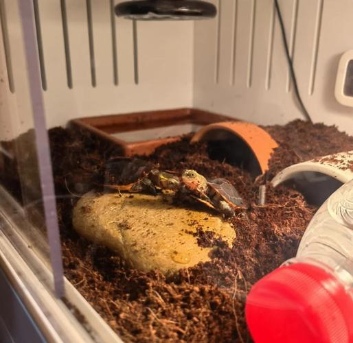 巴西龟什么时候开始冬眠?冬眠期间需要注意什么?