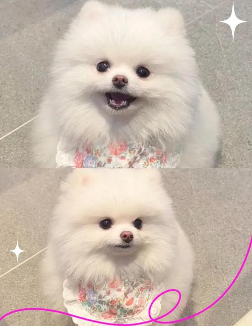 家庭养狗怕脏？这几种狗狗几乎不掉毛，超干净！