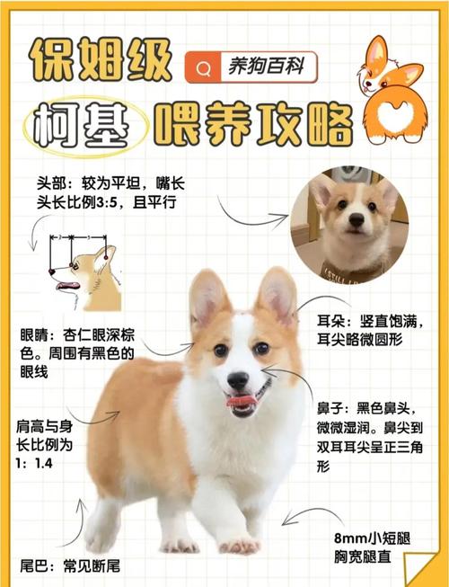 威尔士柯基犬掉毛是正常现象吗？主人如何应对？