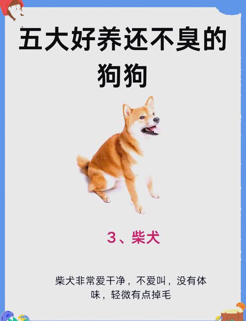 家庭养狗怕脏？这几种狗狗几乎不掉毛，超干净！