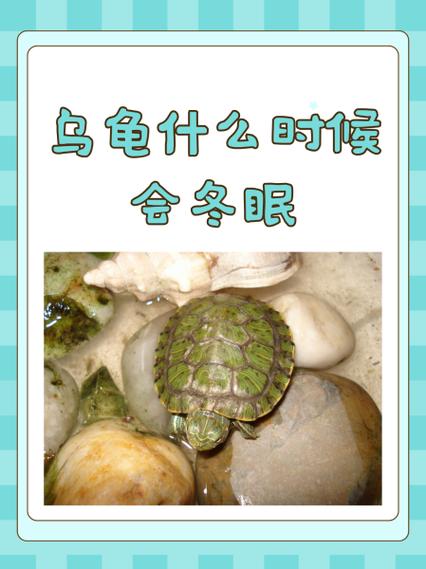 巴西龟什么时候开始冬眠?冬眠期间需要注意什么?