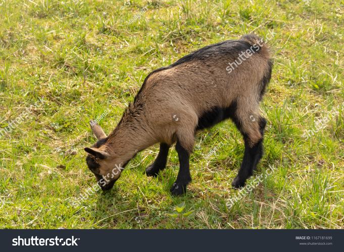 goat是什么意思？英文俚语GOAT又代表什么？