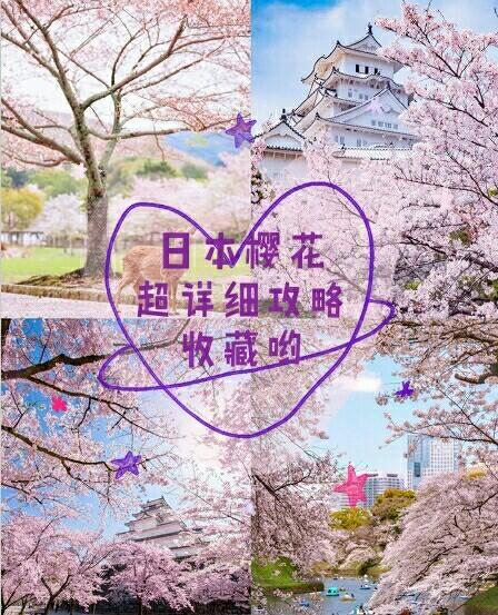 大阪樱花什么时候开？2024年大阪樱花开花时间预测及赏花攻略