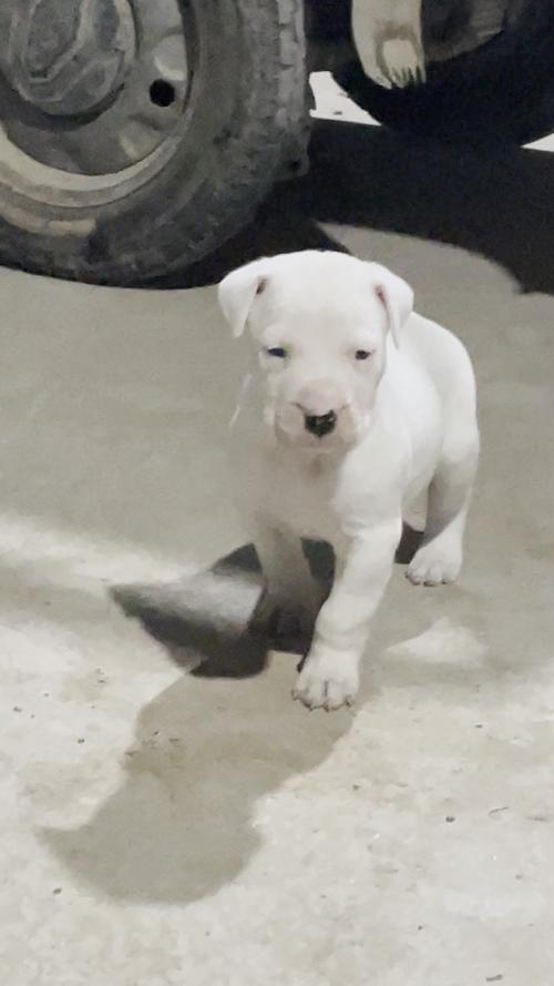 阿根廷杜高犬幼犬价格，血统纯度影响有多大？